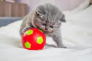 little kitten plays with a ball photo