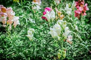 flores de boca de dragón en un prado en un día de verano. de cerca. foto