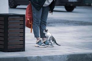 a stray kitten caresses near the road to a woman's feet in sneakers in search of food photo