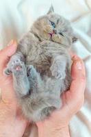 little kitten in a hand photo