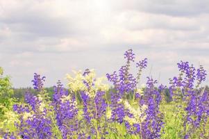 green field grass with flowers photo