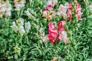 flores de boca de dragón en un prado en un día de verano. de cerca. foto