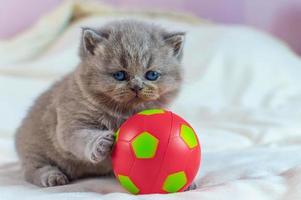 little kitten plays with a ball photo