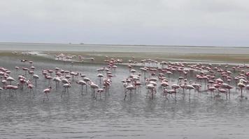 Namibia, Afrika - ein Schwarm rosa Flamingos