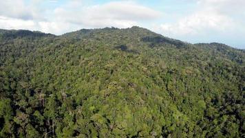 vue drone vert forêt tropicale video