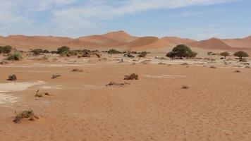 namibië, afrika - woestijnlandschap en zeldzame bomen, autoritjes weg video