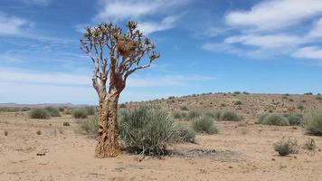 Namibia, Afrika - eine Landschaft mit spärlicher Vegetation video