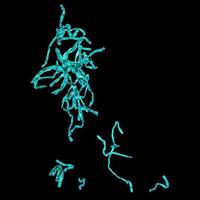 Spirogyra cells micrograph photo