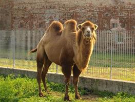 camello bactriano camelus bactrianus mamífero animal foto