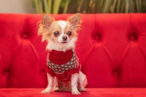 Little chihuahua sitting in a house on the couch. Small dog on couch. Little chihuahua portrait. photo