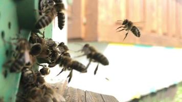 gevleugelde bij vliegt langzaam naar bijenkorf en verzamelt nectar voor honing op privébijenstal video