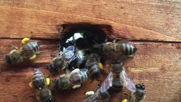 Background hexagon texture, wax honeycomb from bee hive filled with golden honey video