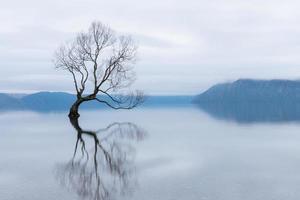 El árbol de wanaka, el sauce más famoso del lago Wanaka, Nueva Zelanda foto