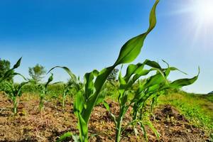 campo de maíz en el campo rural son. Planta de maíz verde, fresca y joven orgánica. foto