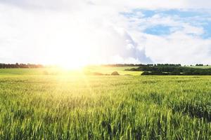 paisaje de campo de trigo joven con luz solar cálida durante un día de primavera. creciendo en un lugar distante rural soleado. foto