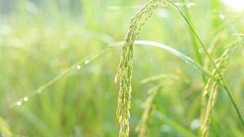 Rice Field Green agriculture ecosystem Asian rice paddy field Vietnam green farm. video