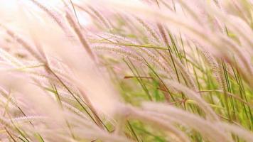 de prachtige bloemen in de winter worden door de wind geblazen. video