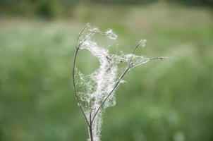 dry wildflower with cobwebs on a background meadow photo