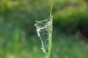 green plant in a cobweb on a background of greenery photo