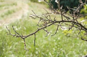 Ramas de un árbol seco muerto en una web con vistas a la pradera foto