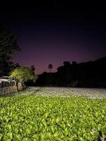 Evening lake view with grass on the lake photo