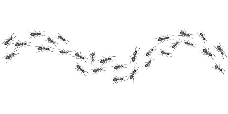 A trail of ants. Insects march along the line. Vector