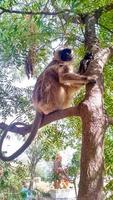 Portrait of indian langoor monkey sitting on tree photo