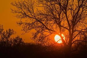 warm sunset with sun behind trees and shrubs in the spring detail photo