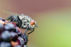 fly on a blackberry macro photo
