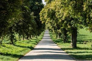 road with trees and shadows photo