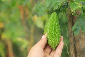 hand hold bitter gourd in organic farm of herbal and vegetable for healthy eating photo