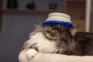 maine coon cat is lying on a bed and wears a food bowl like a hat photo