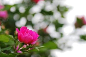 pink rose bloom photo