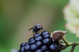 fly on a blackberry in summer