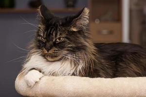 maine coon cat is lying on a bed and looks to the side photo