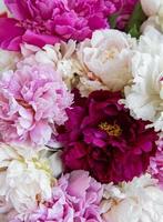 Peony flowers as a background photo