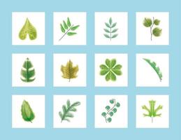 plant and leaves nature vector