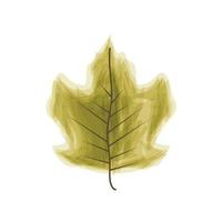 natural leaf plant vector