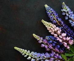 pink and purple lupine flowers photo