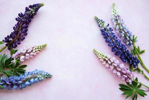 Pink and purple lupine flowers photo