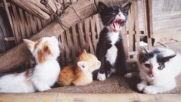Grupo de gatitos jugando en la casa de campo - lindos gatitos multicolor tumbado en el suelo foto