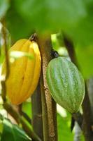 Las mazorcas de cacao amarillas y verdes crecen en el árbol - la planta del árbol del cacao granja de chocolate orgánico foto