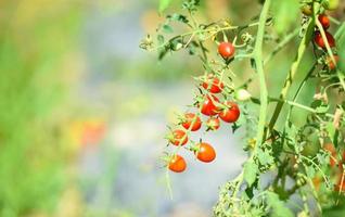 Tomate rojo y verde maduro en vid en jardín listo para cosechar - planta de tomate agricultura natural orgánica foto