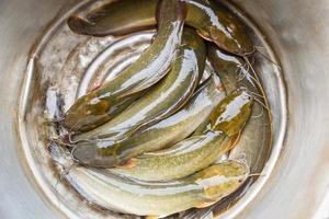 Filete de bagre de canal de pescado de agua dulce para cocinar alimentos en Asia: bagre crudo fresco pescado de río en el mercado foto