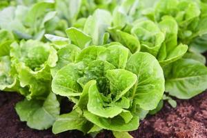 verduras frescas hojas de lechuga en el jardín alimentos hortalizas orgánicas esperar cosechadas para ensalada verde alimentos saludables foto