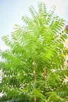 Árbol verde fresco hojas de neem planta que crece en la naturaleza para la alimentación y la hierba - azadirachta indica, árbol de neem foto