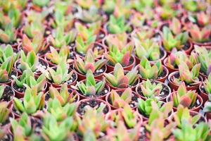 Plantas suculentas en miniatura en maceta decorar en el jardín - varios tipos hermosas plantas suculentas en la granja de cactus foto