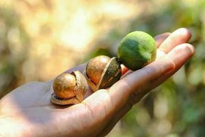 Shelled and unshelled macadamia nuts on hand harvested from macadamia trees photo