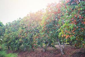 fruta santol en el árbol en el jardín de frutas tropicales