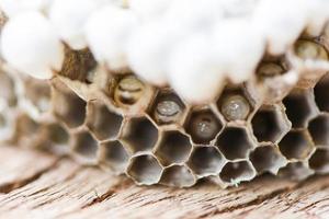 wasp nest or hornet nest with larva on wooden background , close up - Wild insects photo